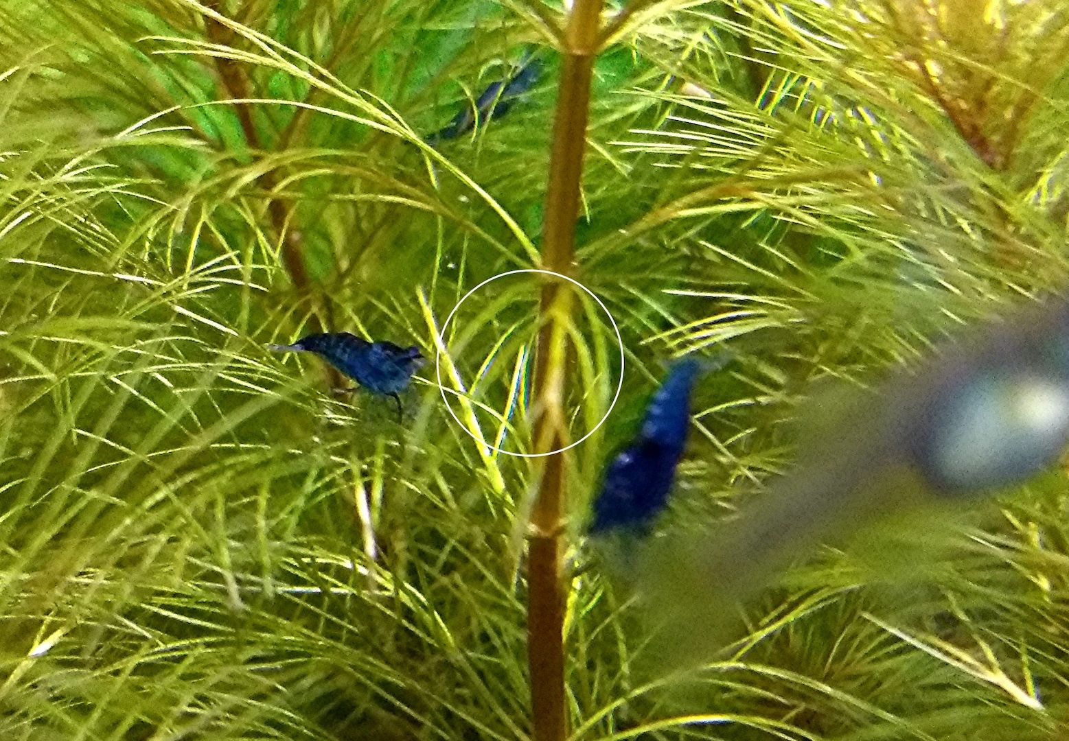 Blue Dream, Zwerggarnele, reinerbig (ab 2€) (Versand/ Abholung)