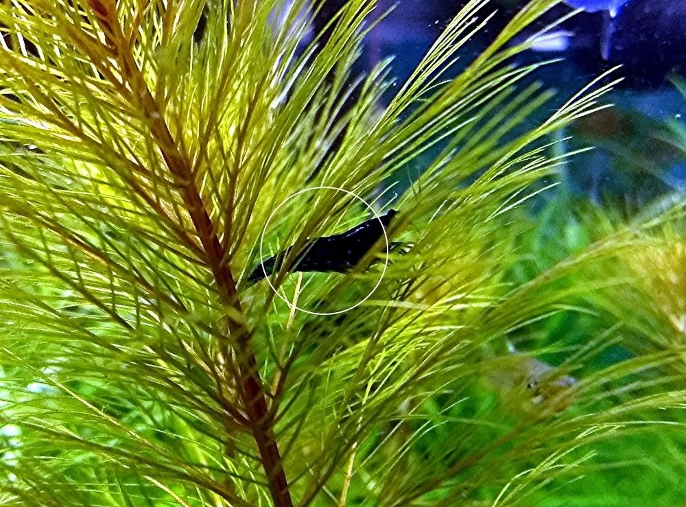 Blue Dream, Zwerggarnele, reinerbig (ab 2€) (Versand/ Abholung)