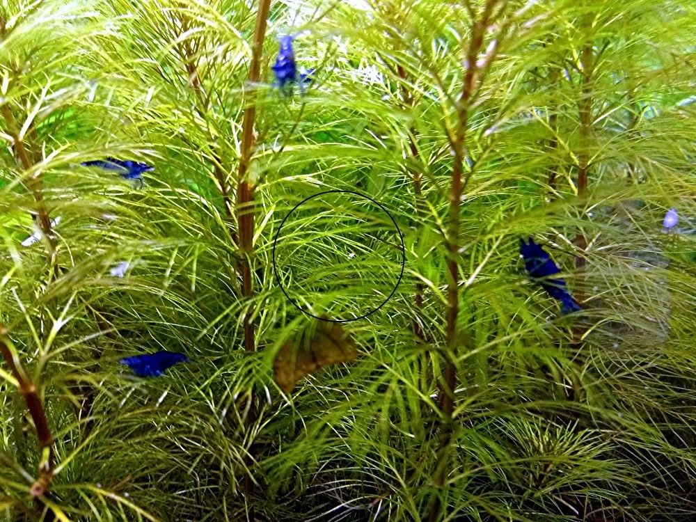 Blue Dream, Zwerggarnele, reinerbig (ab 2€) (Versand/ Abholung)