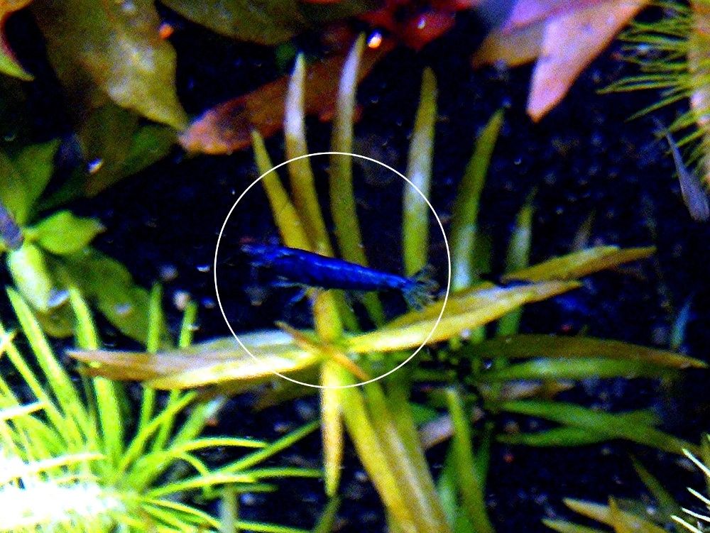 Blue Dream, Zwerggarnele, reinerbig (ab 2€) (Versand/ Abholung)