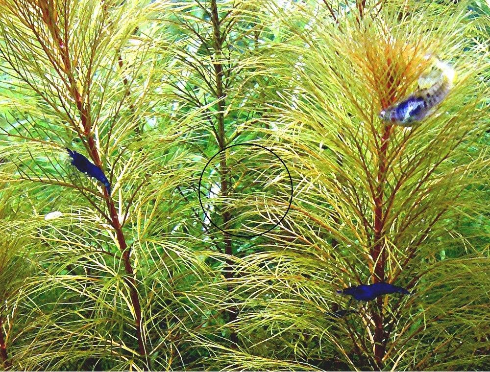 Blue Dream, Zwerggarnele, reinerbig (ab 2€) (Versand/ Abholung)