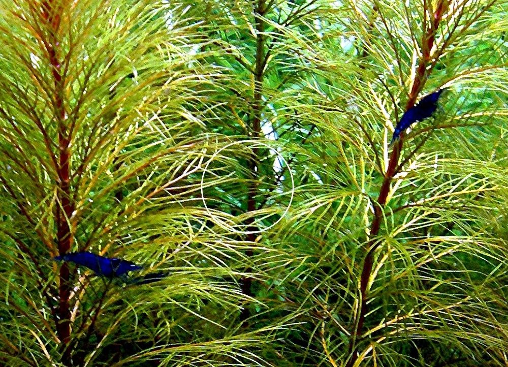 Blue Dream, Zwerggarnele, reinerbig (ab 2€) (Versand/ Abholung)