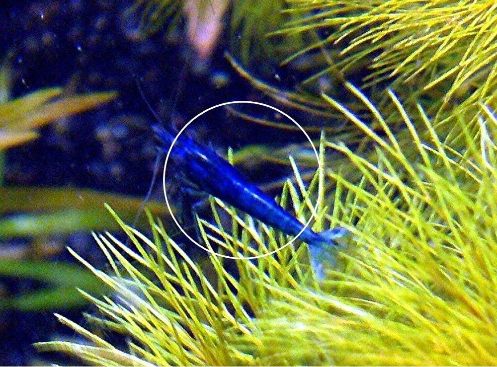 Blue Dream, Zwerggarnele, reinerbig (ab 2€) (Versand/ Abholung)