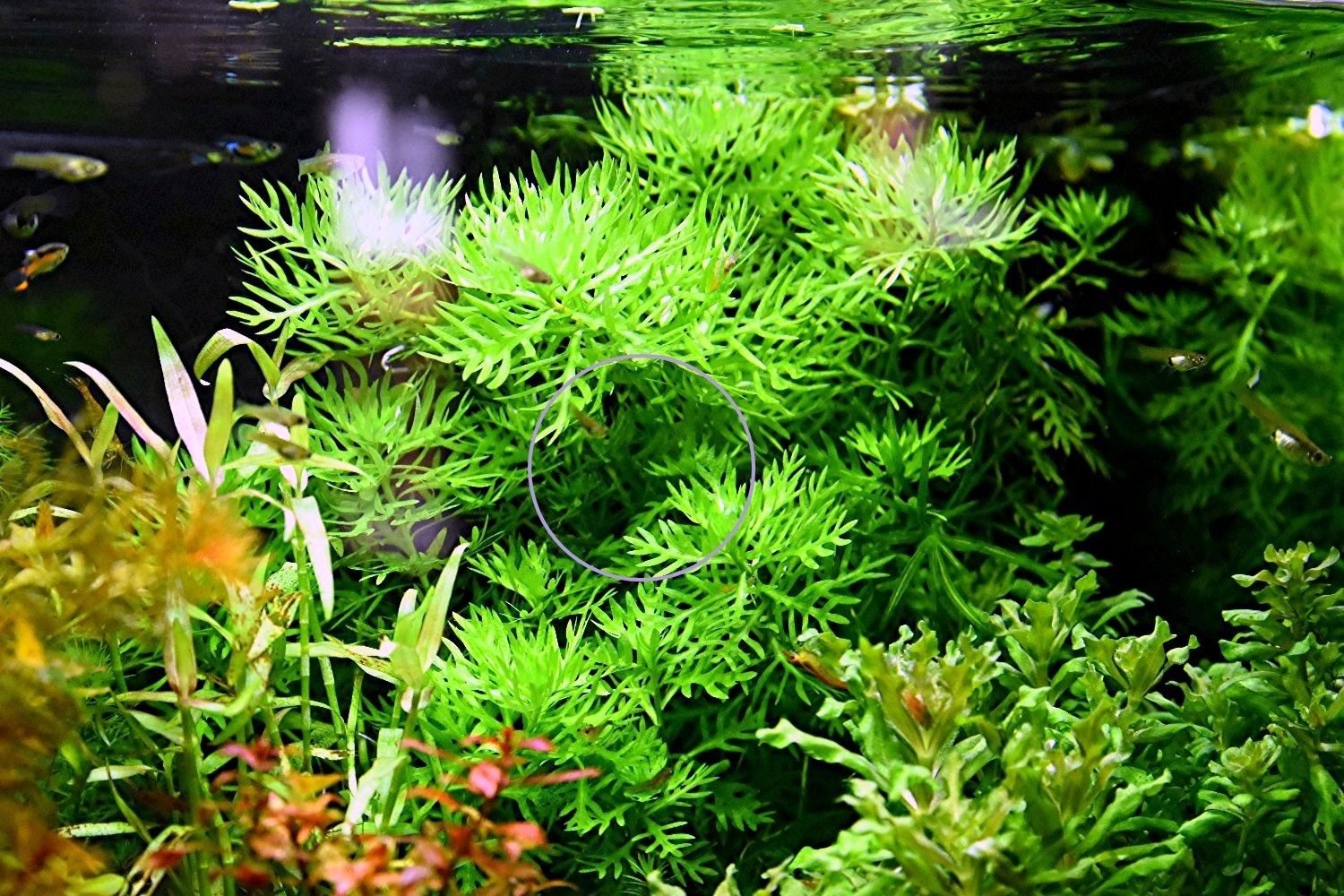 Wasserprimel, Aquarienpflanze, Versand/ Abholung Wasserprimel, Aquarienpflanze, Versand/ Abholung