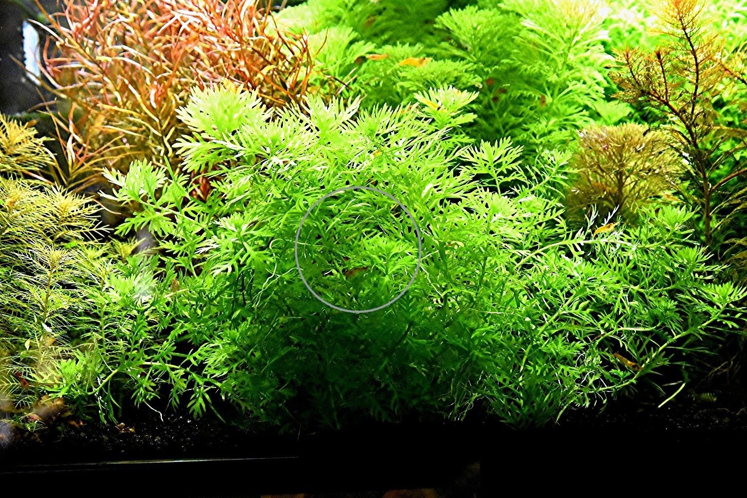 Wasserprimel, Aquarienpflanze, Versand/ Abholung Wasserprimel, Aquarienpflanze, Versand/ Abholung