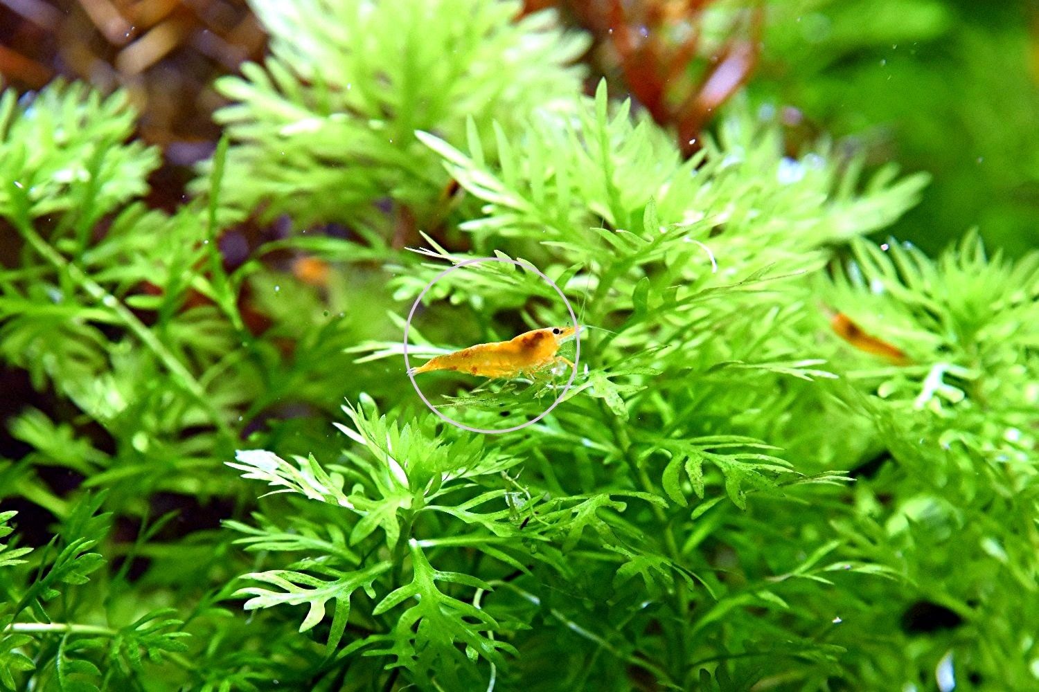 Wasserprimel, Aquarienpflanze, Versand/ Abholung Wasserprimel, Aquarienpflanze, Versand/ Abholung