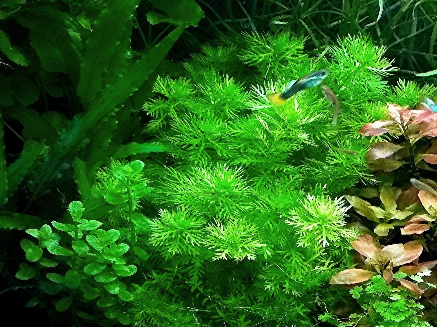 Wasserprimel, Aquarienpflanze, Versand/ Abholung Wasserprimel, Aquarienpflanze, Versand/ Abholung