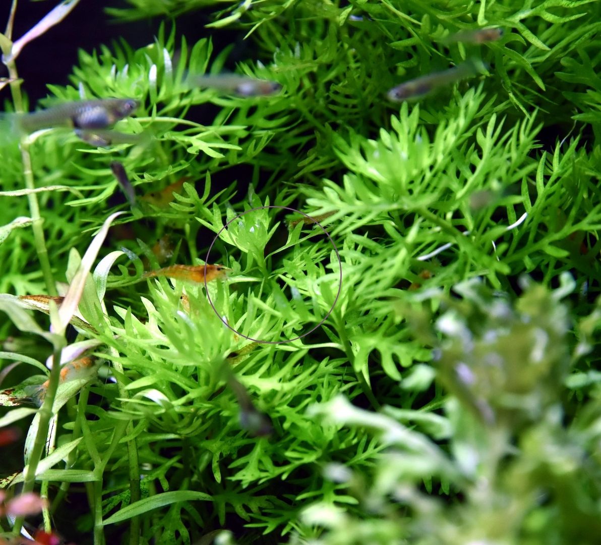 Wasserprimel, Aquarienpflanze, Versand/ Abholung Wasserprimel, Aquarienpflanze, Versand/ Abholung