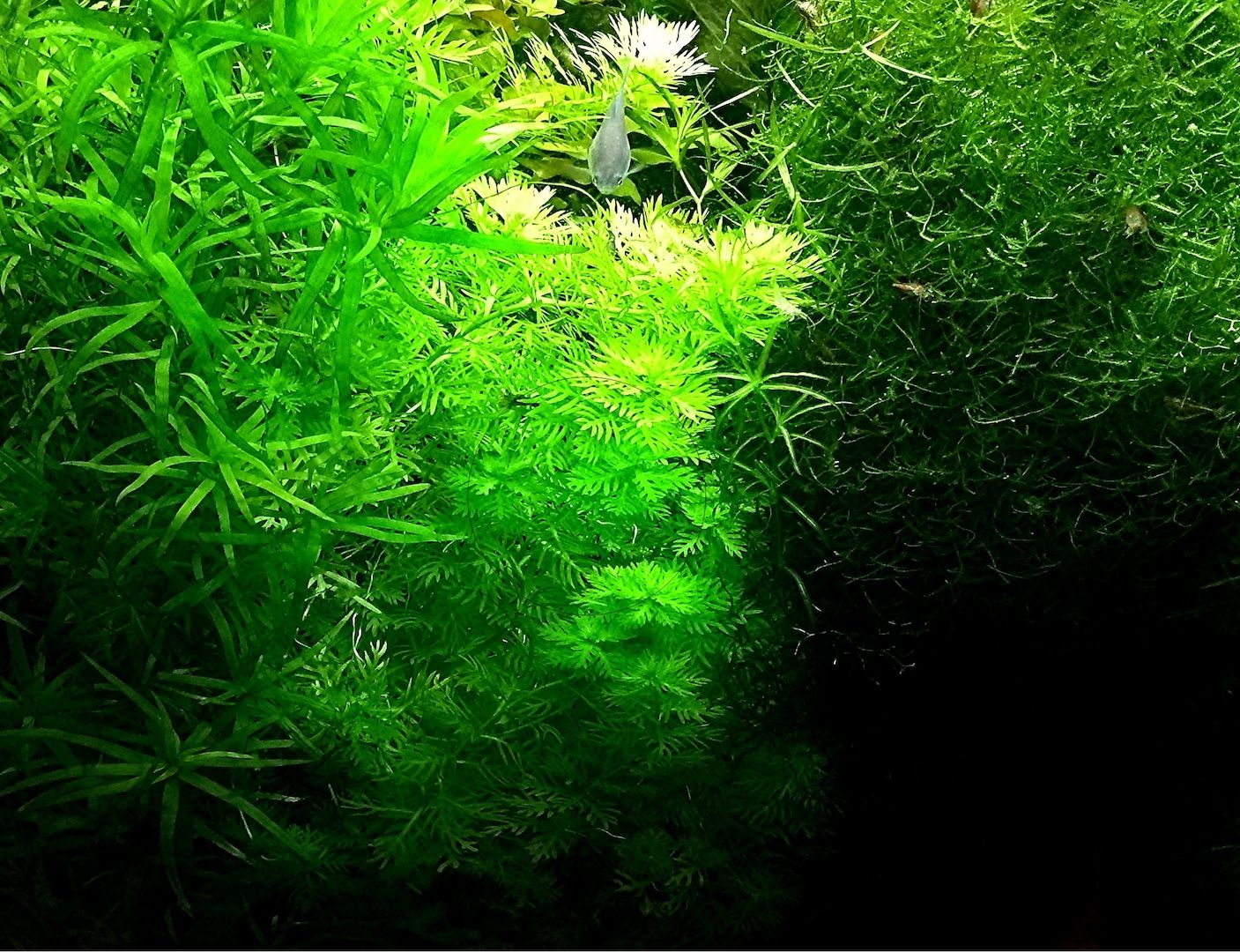 Wasserprimel, Aquarienpflanze, Versand/ Abholung Wasserprimel, Aquarienpflanze, Versand/ Abholung