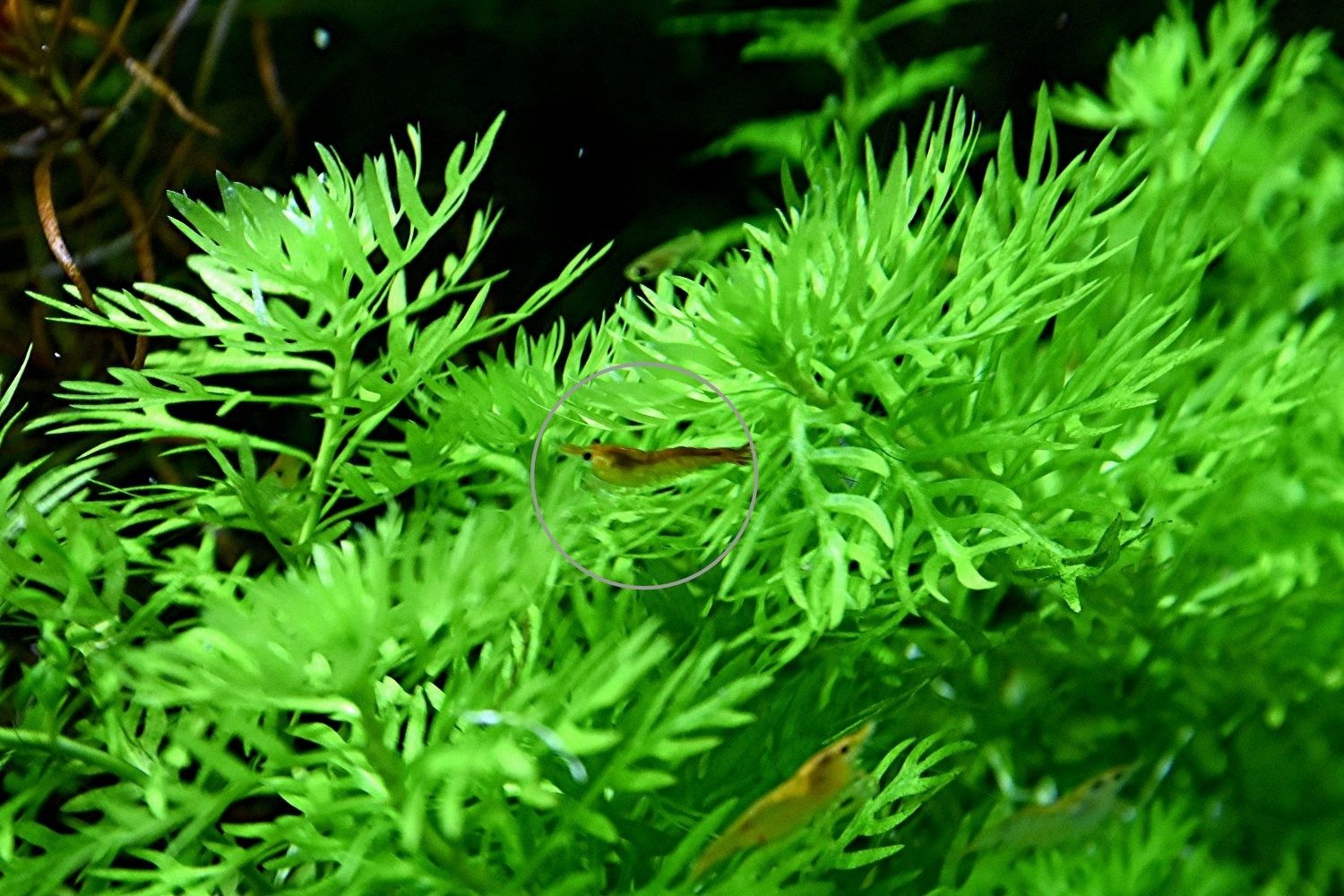 Wasserprimel, Aquarienpflanze, Versand/ Abholung Wasserprimel, Aquarienpflanze, Versand/ Abholung