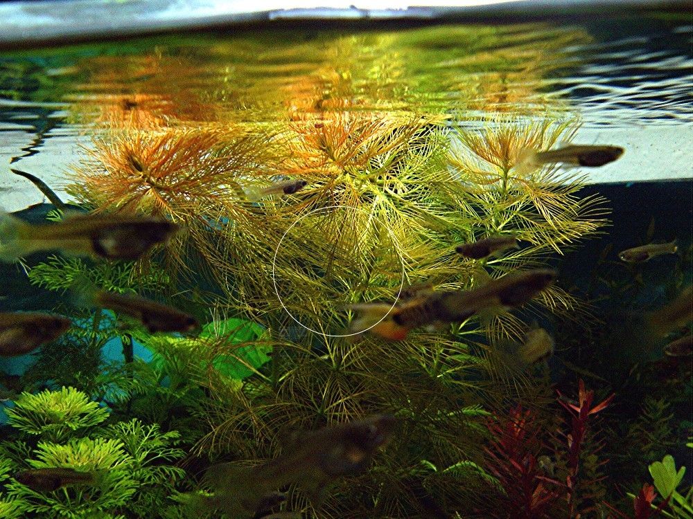 Brasilianisches Tausendblatt, Aquarienpflanze, Versand/ Abholung Brasilianisches Tausendblatt, Aquarienpflanze, Versand/ Abholung