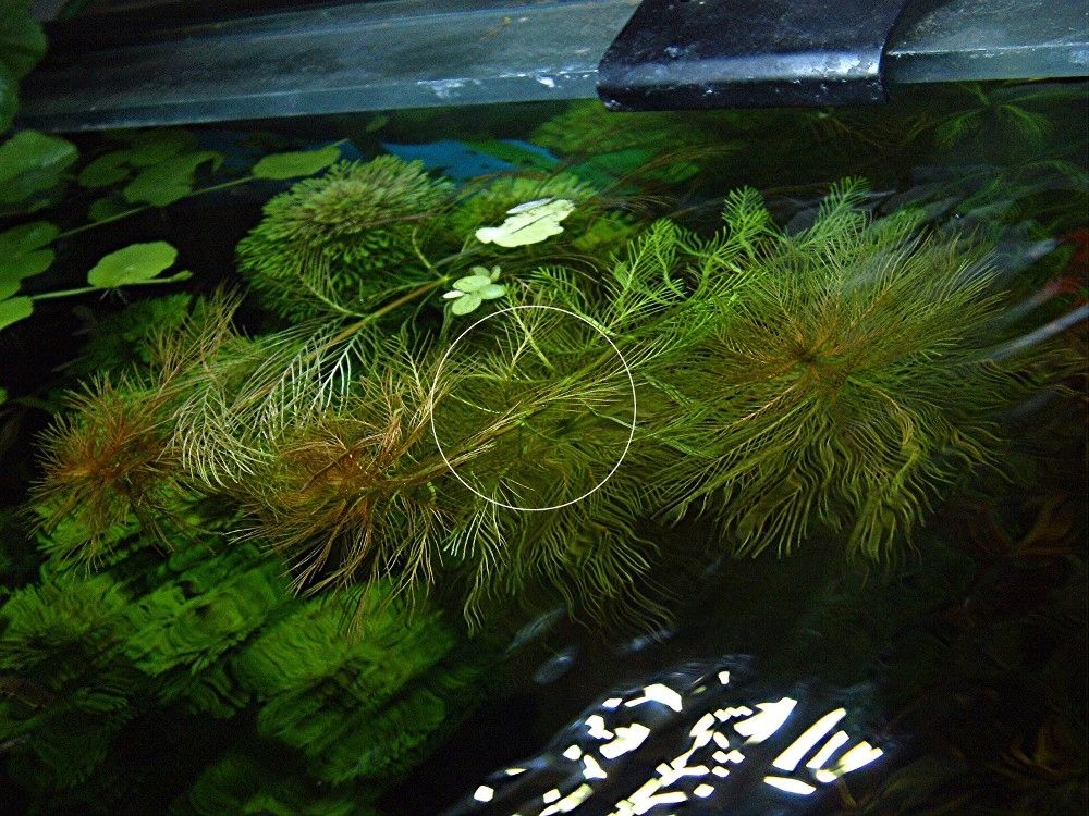 Brasilianisches Tausendblatt, Aquarienpflanze, Versand/ Abholung Brasilianisches Tausendblatt, Aquarienpflanze, Versand/ Abholung