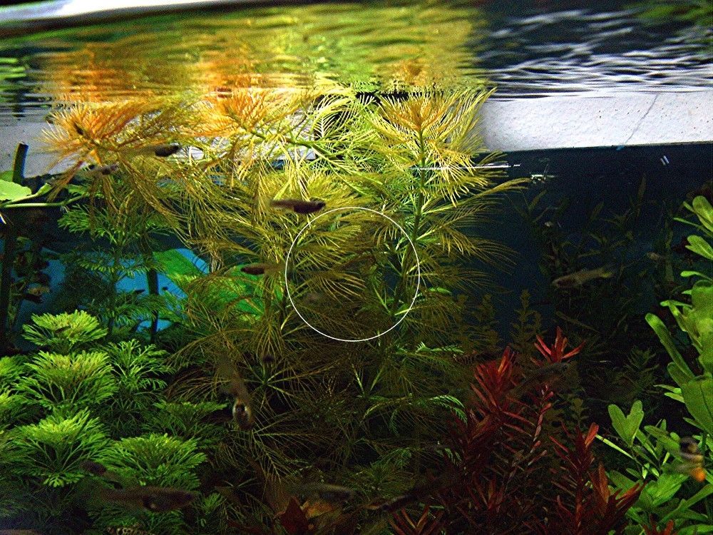 Brasilianisches Tausendblatt, Aquarienpflanze, Versand/ Abholung Brasilianisches Tausendblatt, Aquarienpflanze, Versand/ Abholung