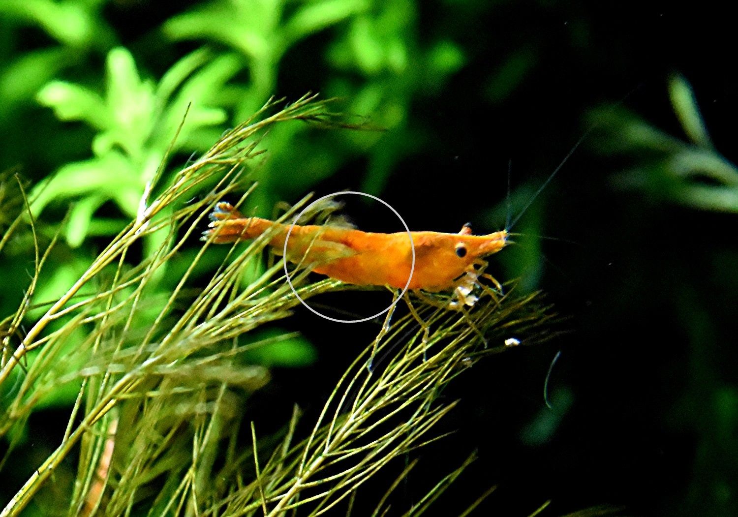 Orange Sakura Garnele, Zwerggarnele, reinerbig (ab 1,70€) (Versand/ Abholung)