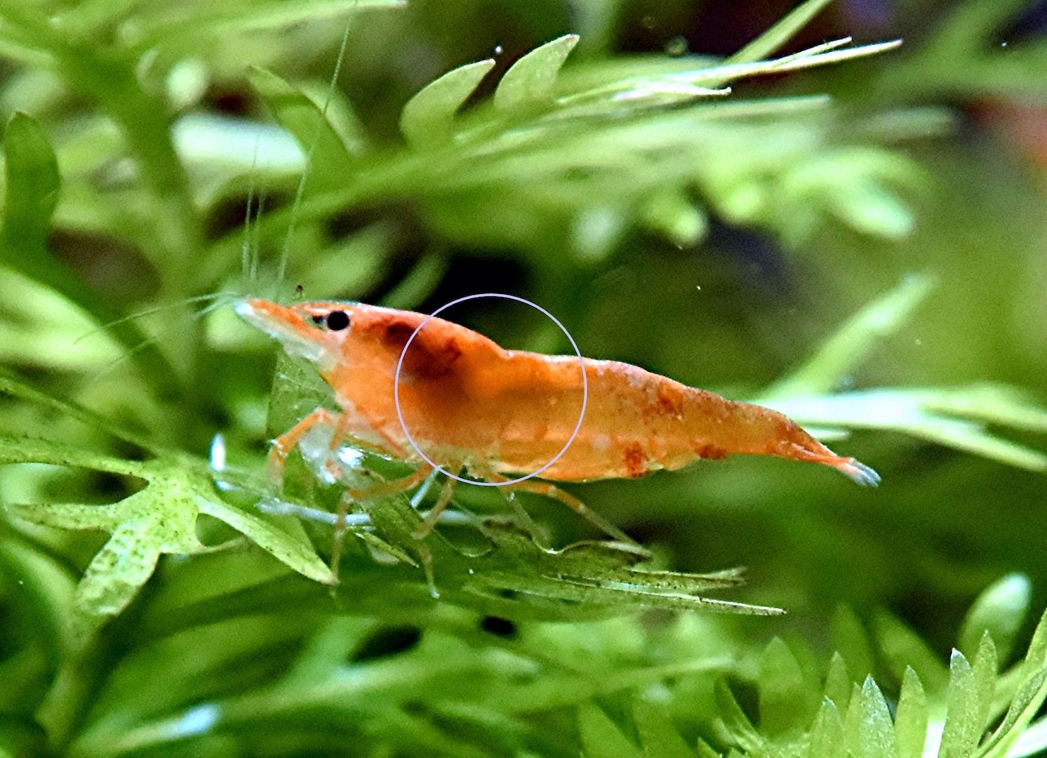 Orange Sakura Garnele, Zwerggarnele, reinerbig (ab 1,70€) (Versand/ Abholung)