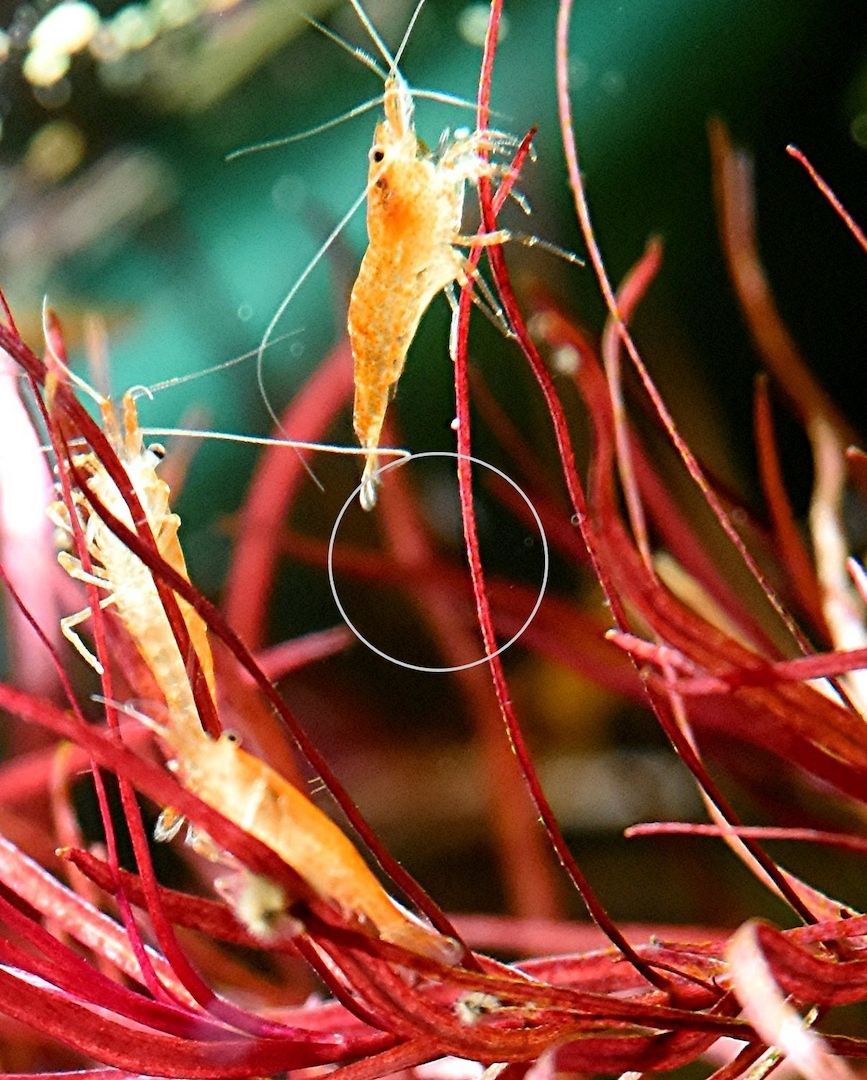 Orange Sakura Garnele, Zwerggarnele, reinerbig (ab 1,70€) (Versand/ Abholung)