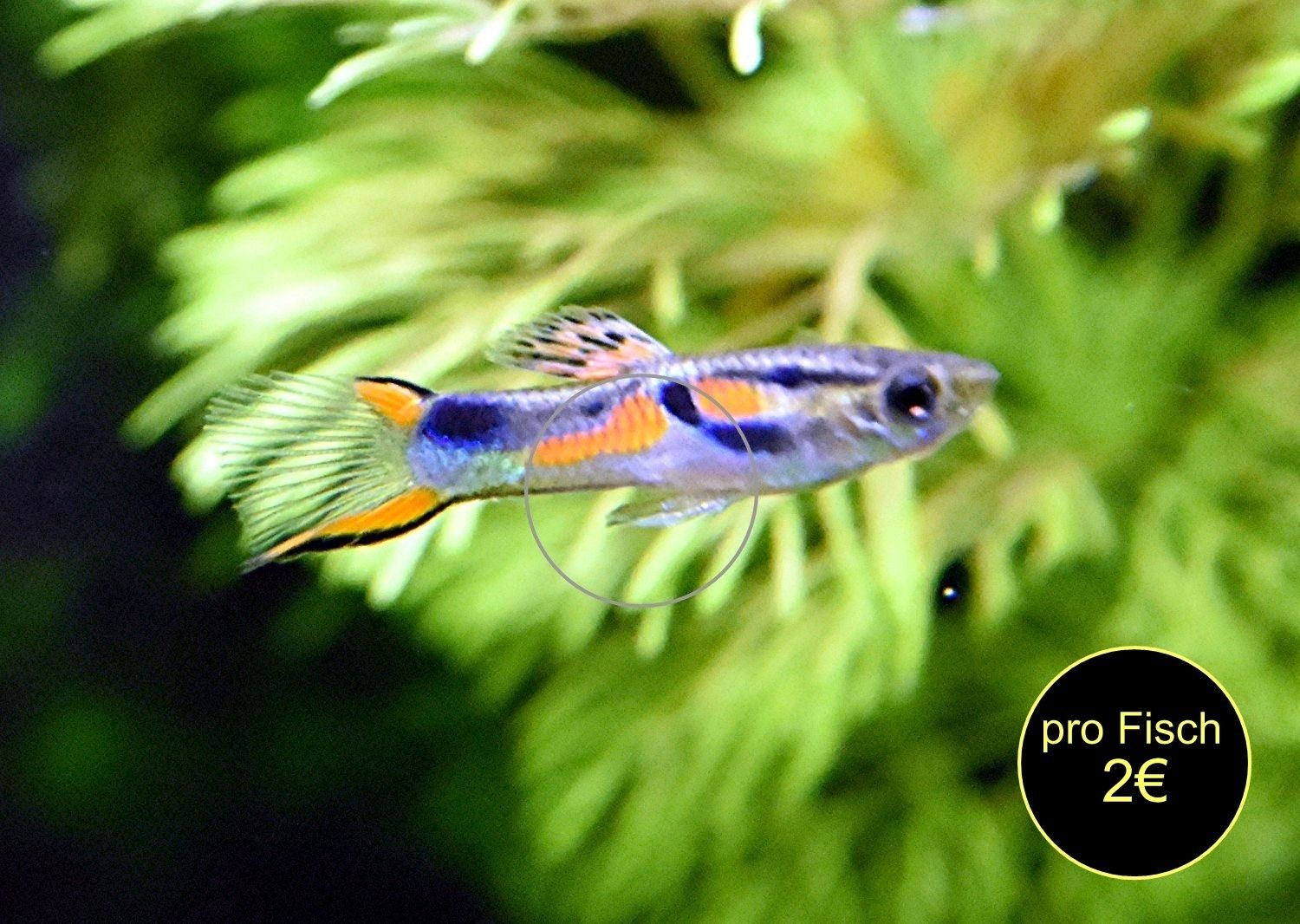 Wildguppy, Endler, reinerbig