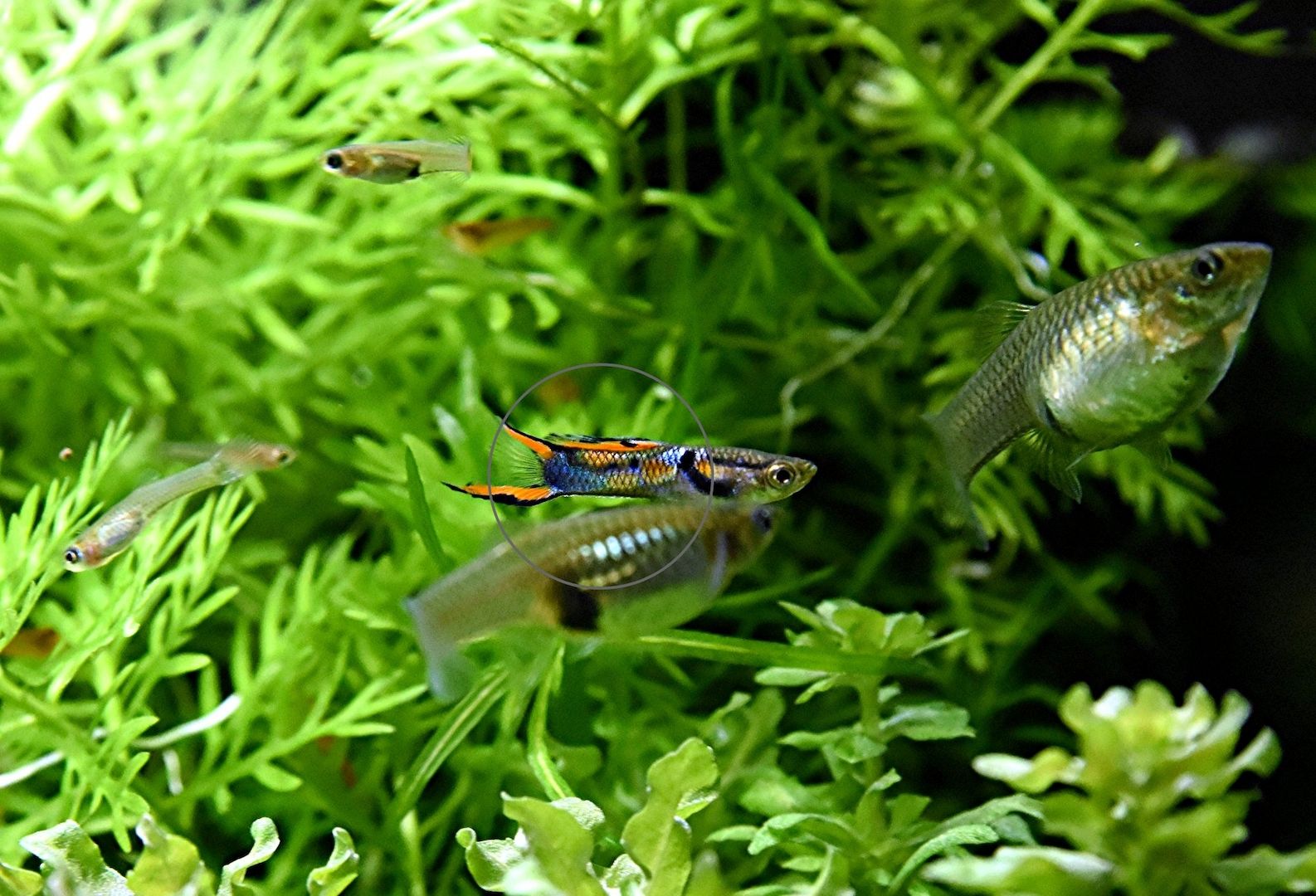 Wildguppy, Endler, reinerbig