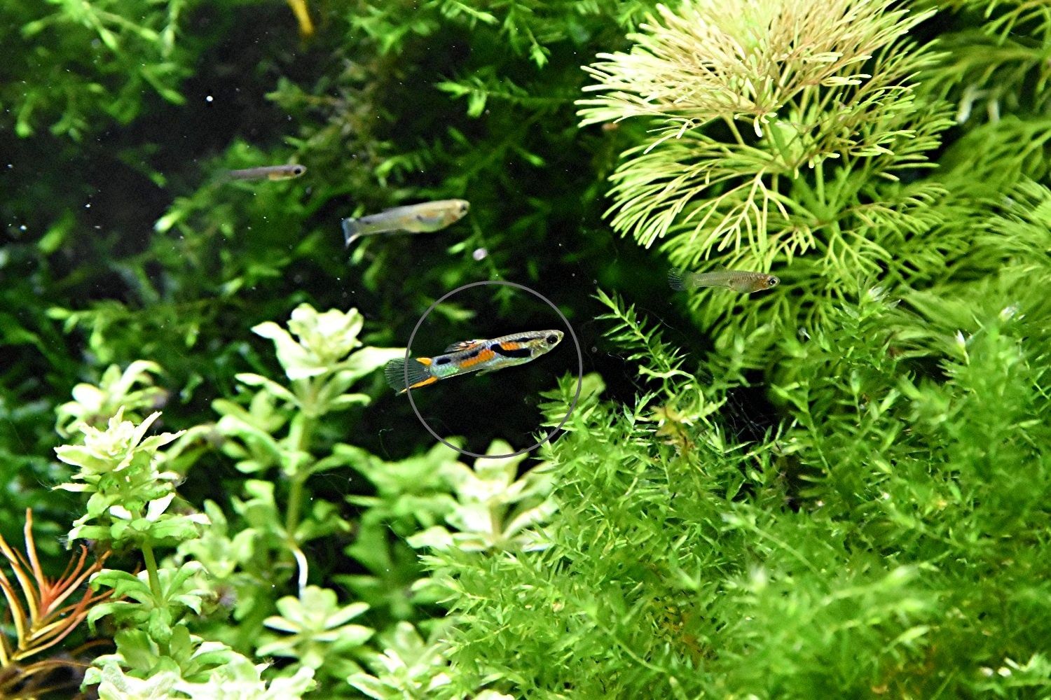 Wildguppy, Endler, reinerbig