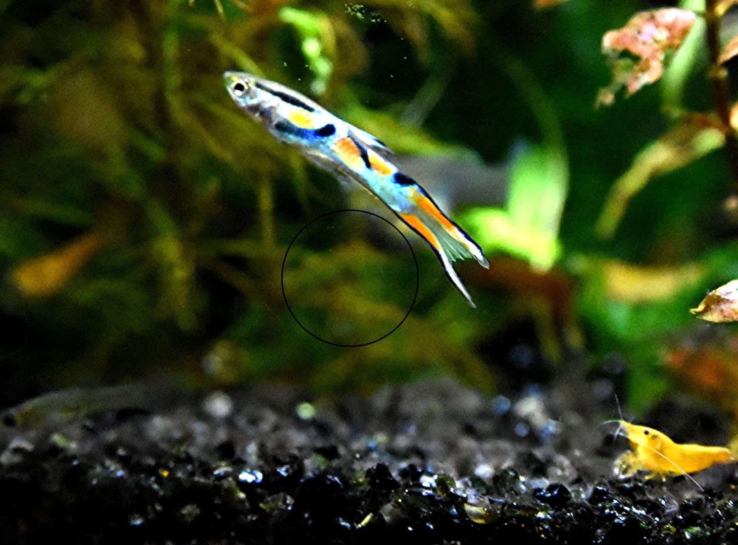 Wildguppy, Endler, reinerbig