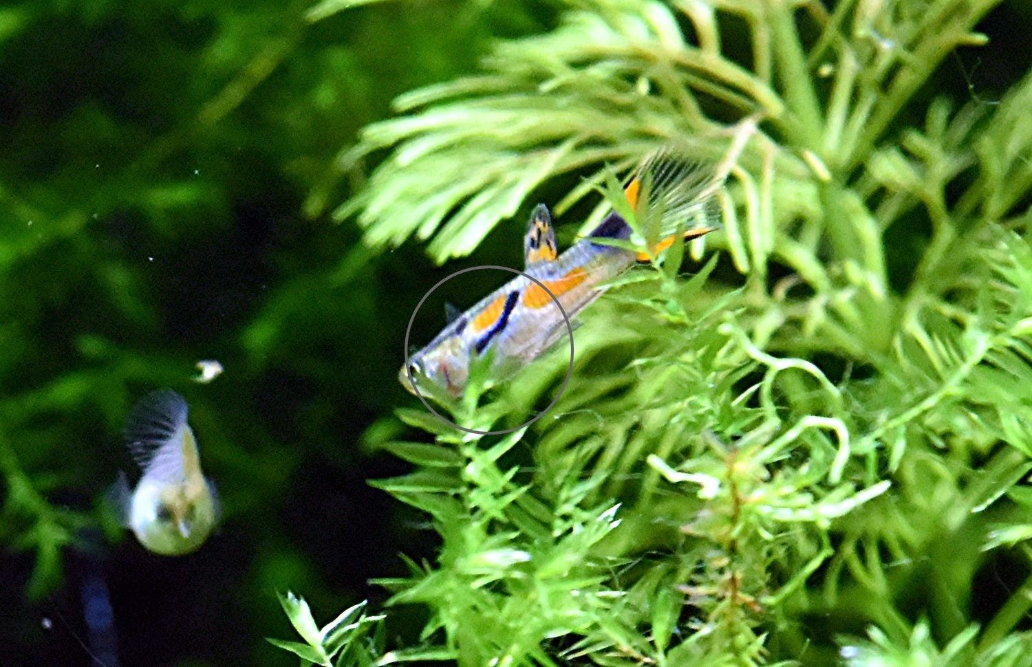 Wildguppy, Endler, reinerbig