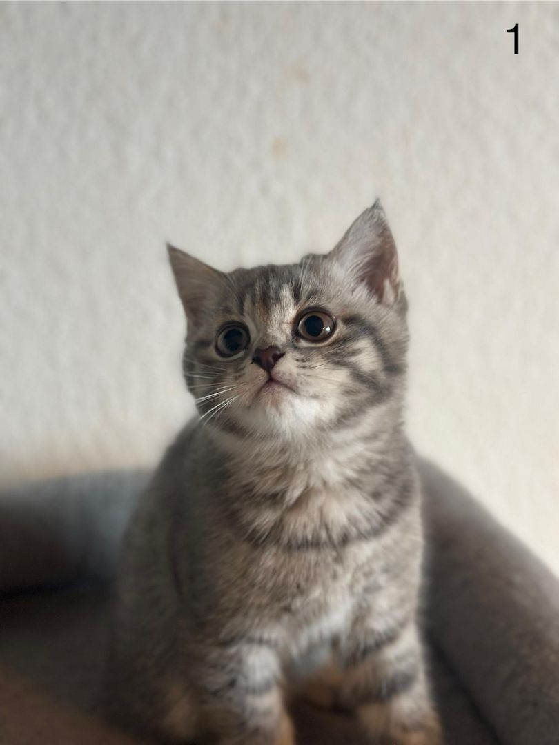 BKH Kitten / Katze / Kater