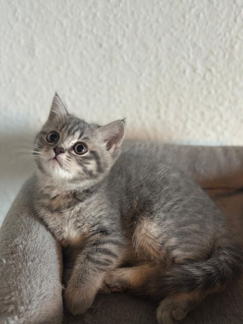 BKH Kitten / Katze / Kater