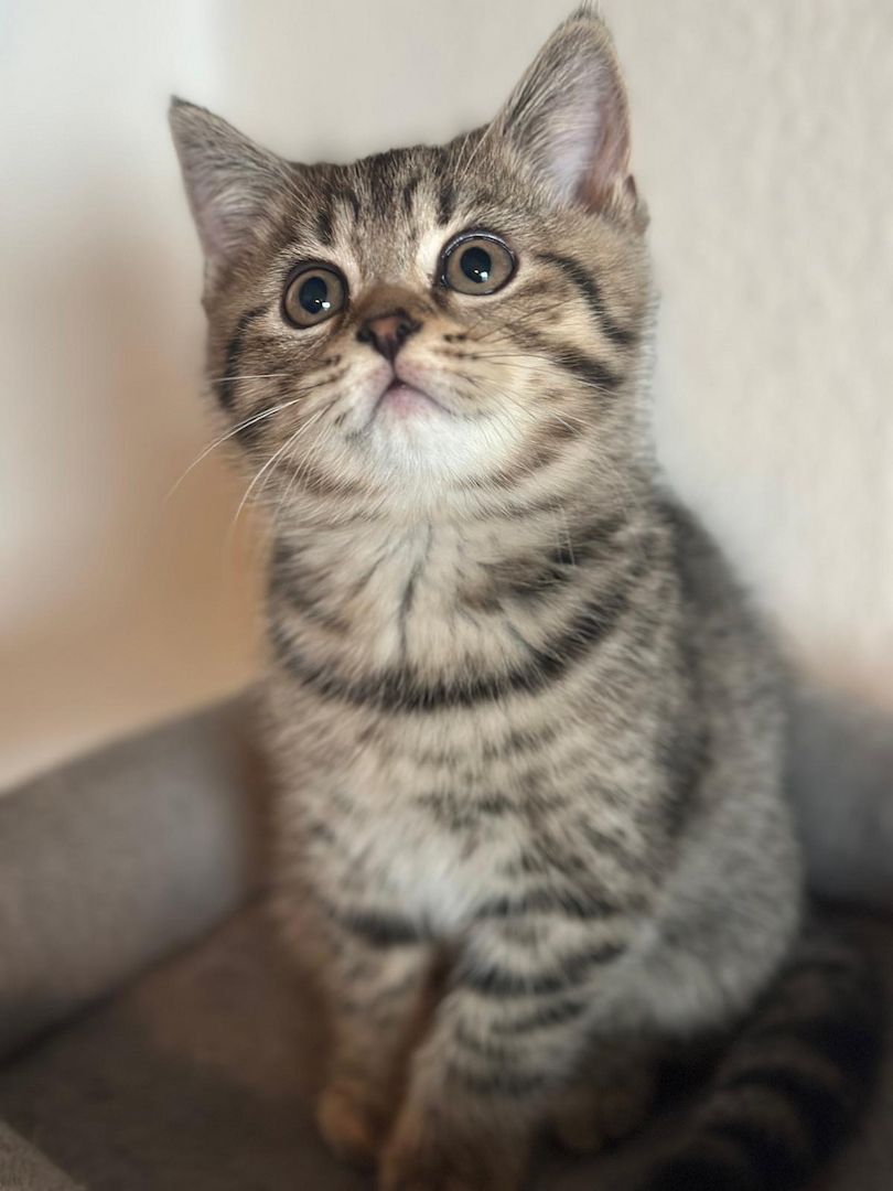 BKH Kitten / Katze / Kater