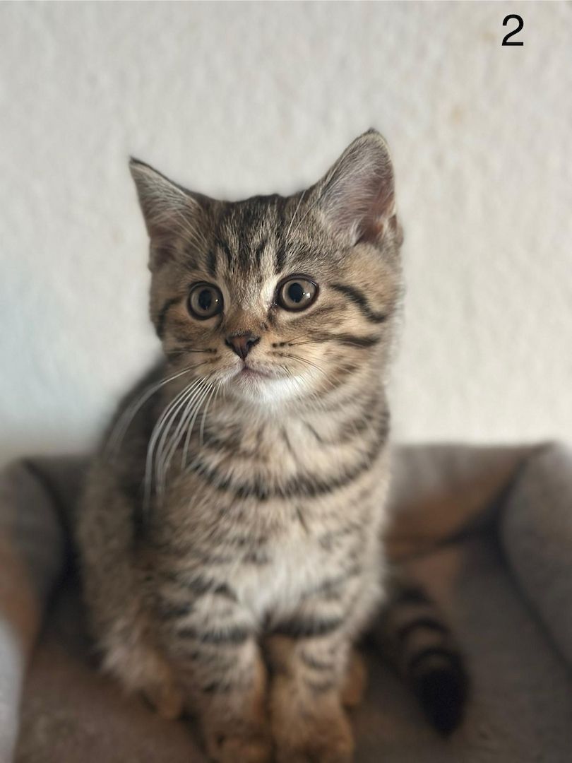 BKH Kitten / Katze / Kater