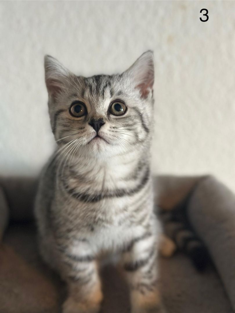 BKH Kitten / Katze / Kater