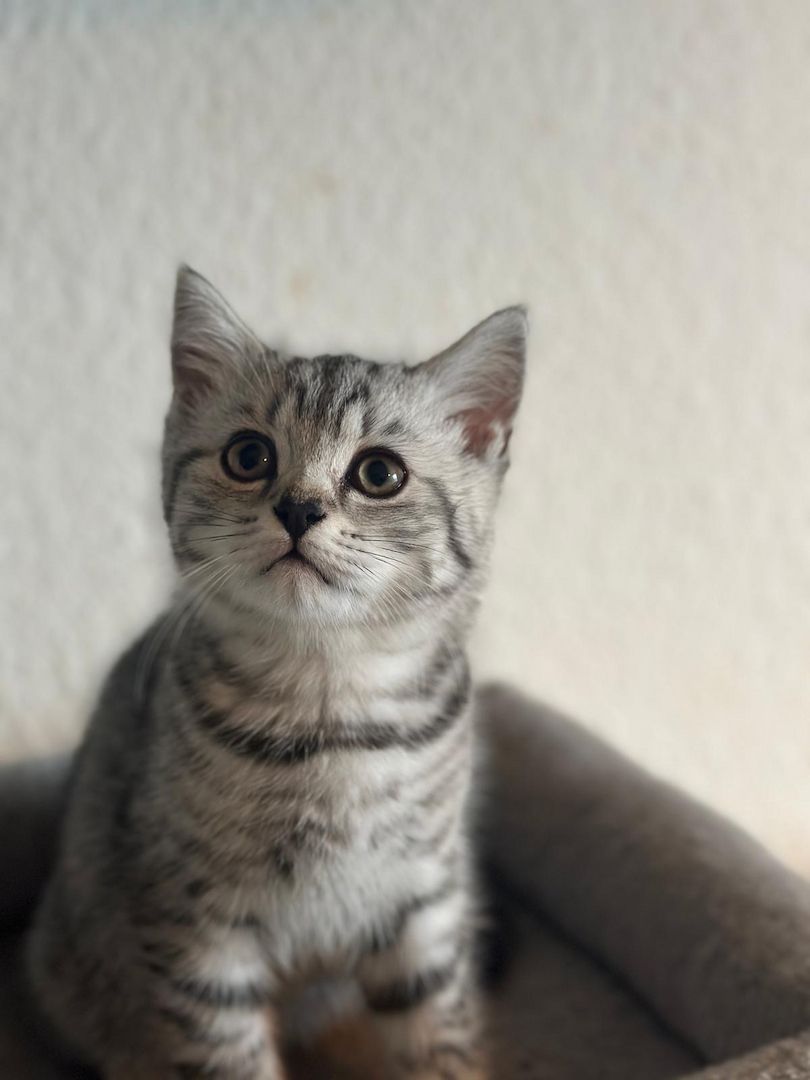 BKH Kitten / Katze / Kater