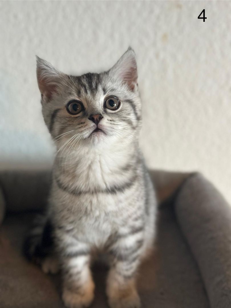 BKH Kitten / Katze / Kater