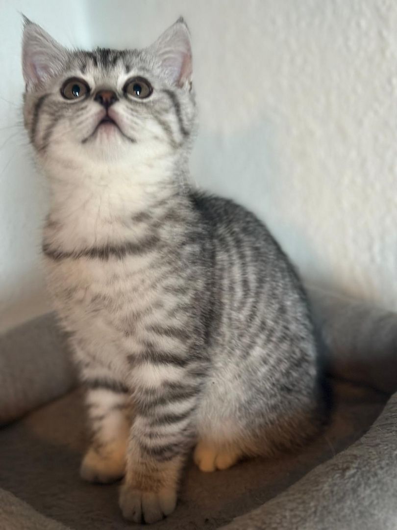 BKH Kitten / Katze / Kater