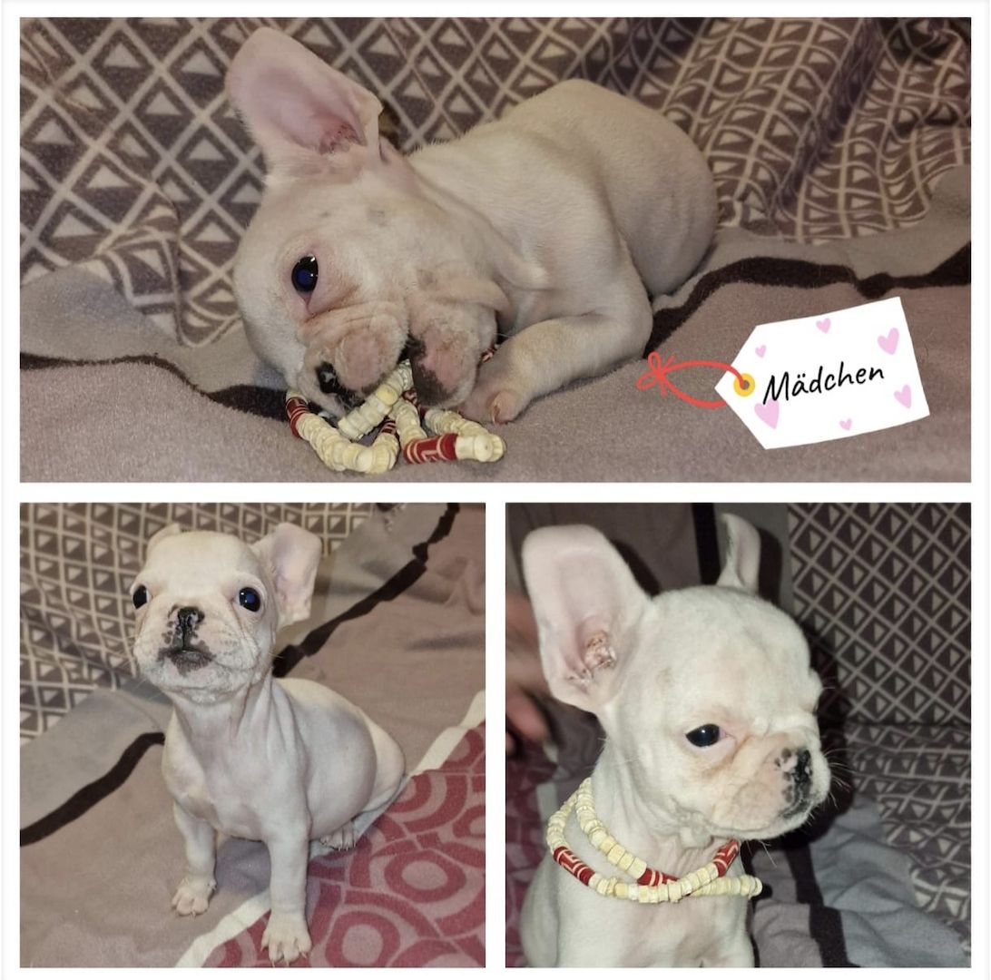 Französische Bulldoggen-Welpen aus liebevoller Hobbyzucht Französische Bulldoggen-Welpen aus liebevoller Hobbyzucht