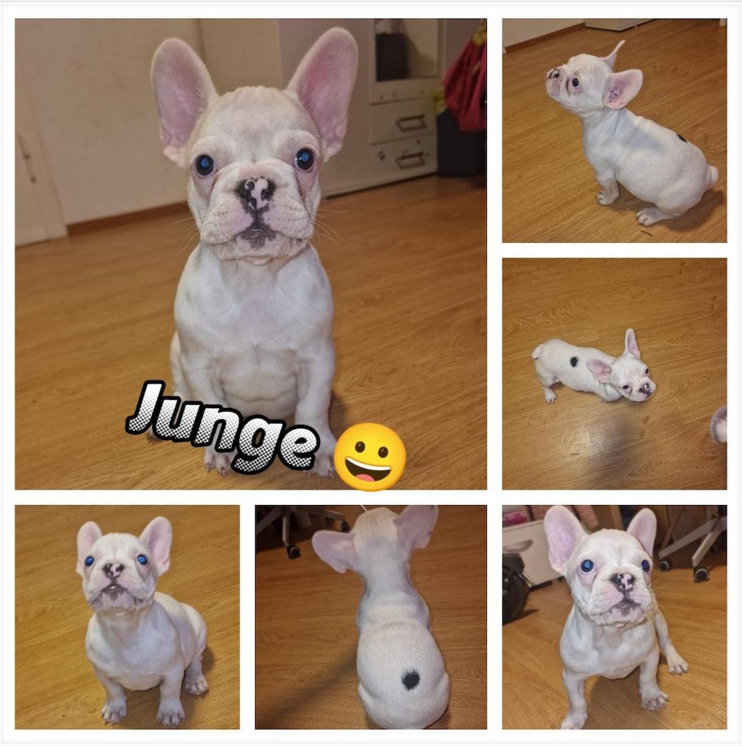Französische Bulldoggen-Welpen aus liebevoller Hobbyzucht Französische Bulldoggen-Welpen aus liebevoller Hobbyzucht