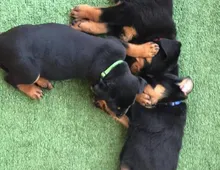 Atemberaubende Rottweilerwelpen verfügbar.