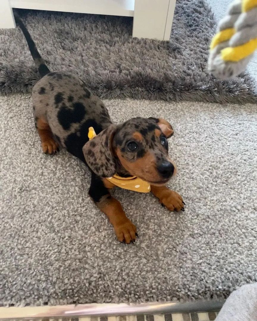 Dackelwelpe zur Adoption freigegeben