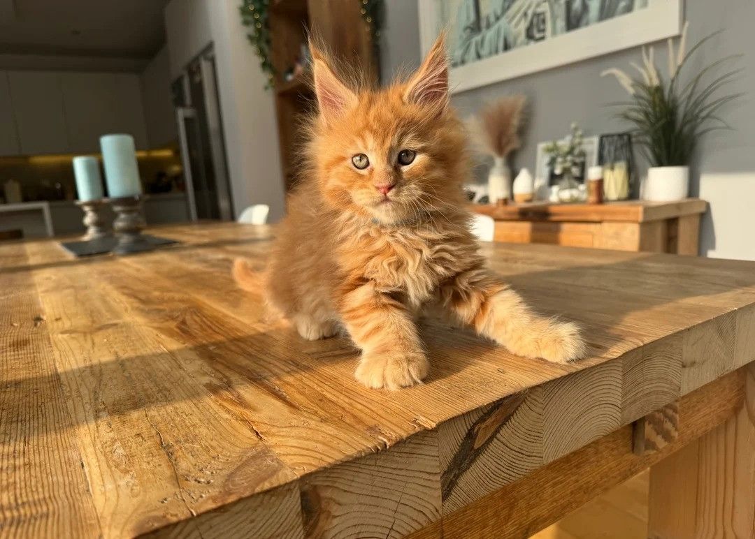 Das entzückende Maine-Coon-Kätzchen ist immer noch weiblich.