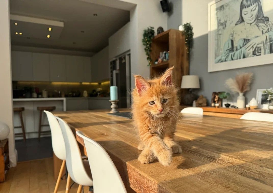 Das entzückende Maine-Coon-Kätzchen ist immer noch weiblich.