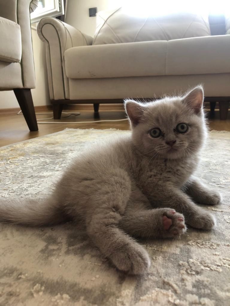 Cattery BHK Rüden und Hündinnen Britisch Kurzhaar