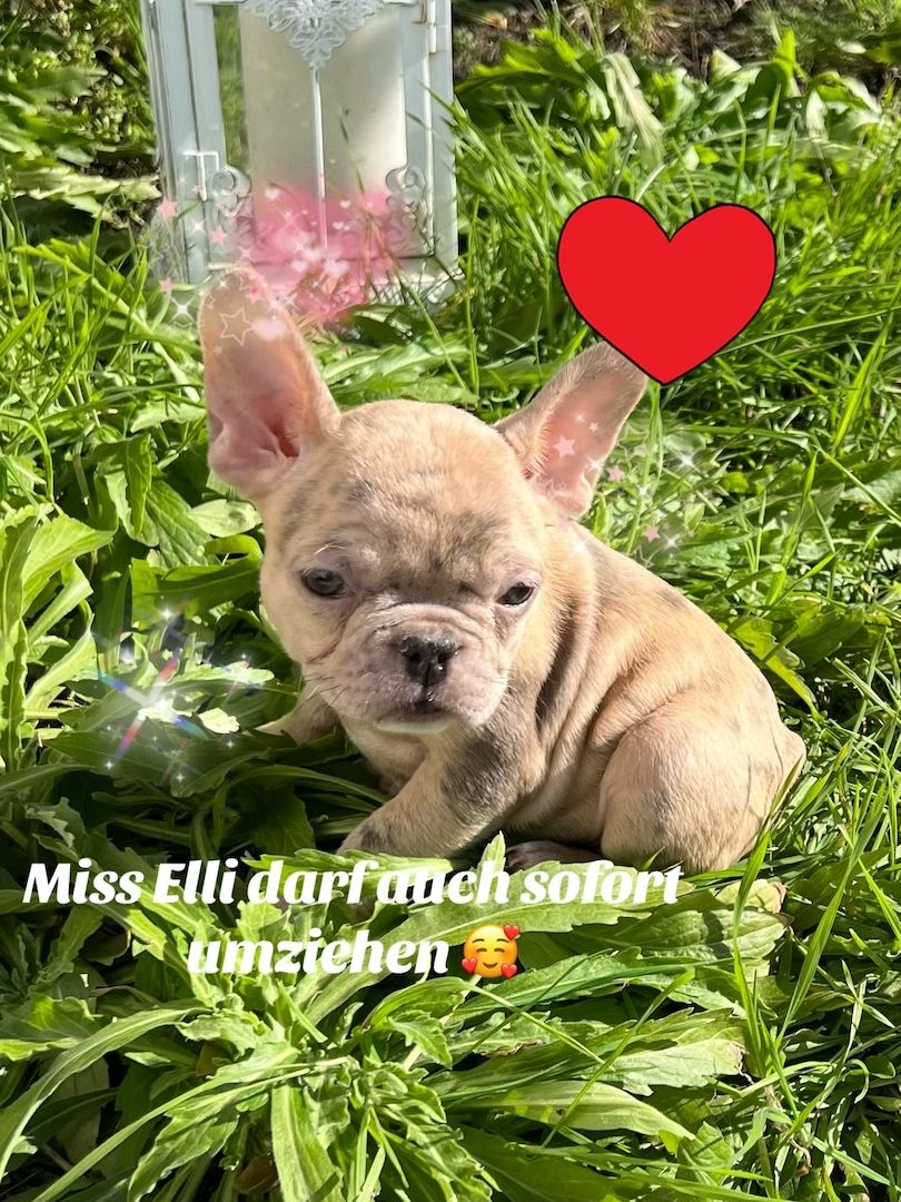 Wir suchen ein Neues Zuhause Wir suchen ein Neues Zuhause