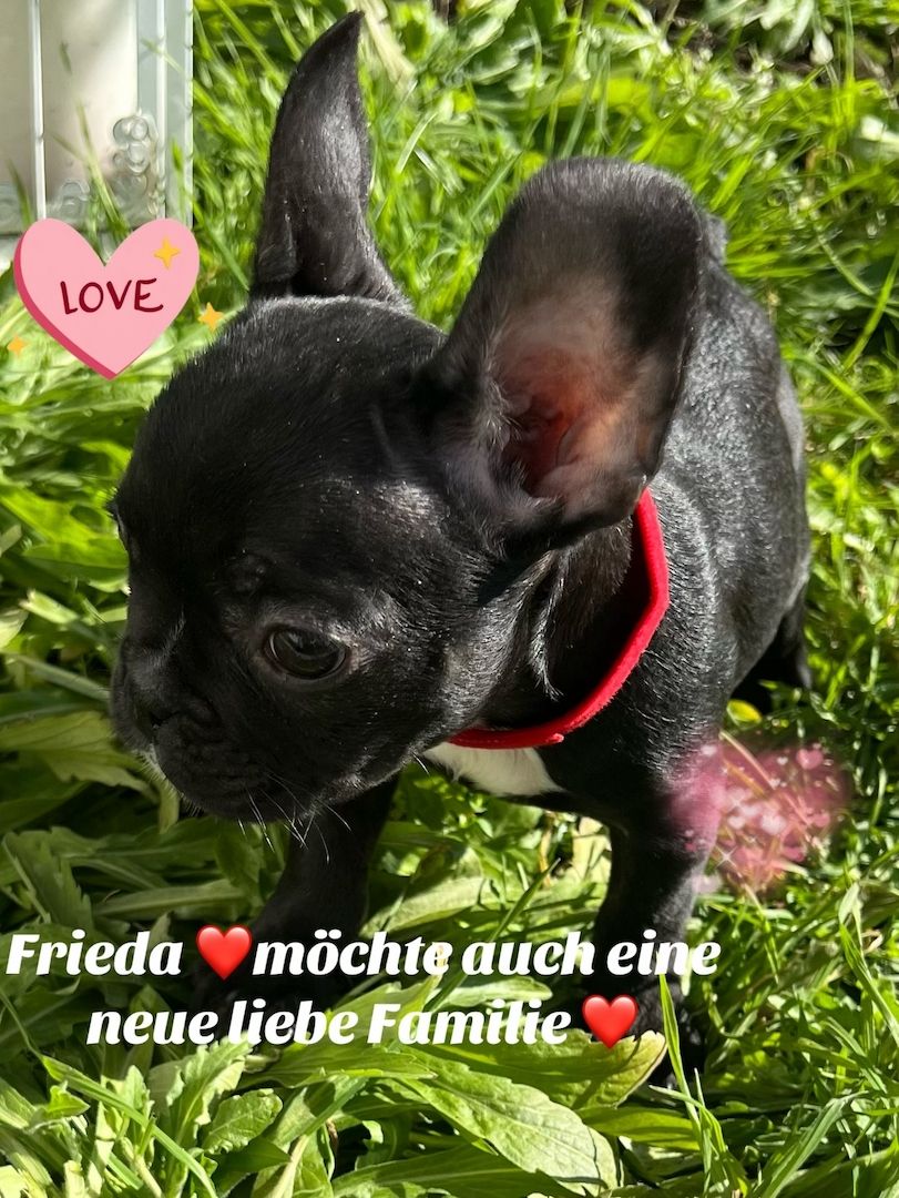 Wir suchen ein Neues Zuhause Wir suchen ein Neues Zuhause