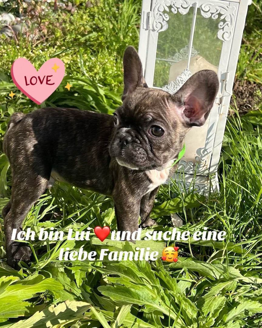 Wir suchen ein Neues Zuhause Wir suchen ein Neues Zuhause