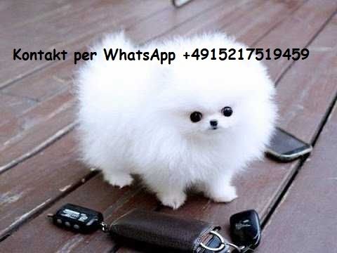 Pomeranian spitz sucht ein neues Zuhause