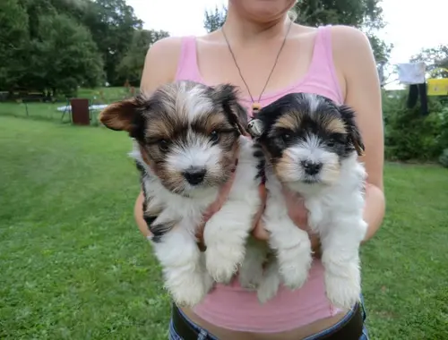 2Schön Biewer Yorkshire Terrier Welpen