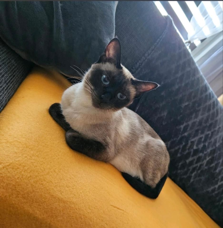 Siamkatze zu verkaufen