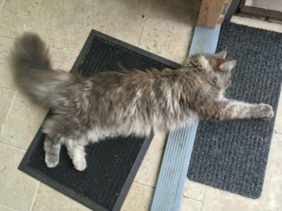 Maine Coon Katze zu verkaufen