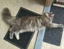 Maine Coon Katze zu verkaufen