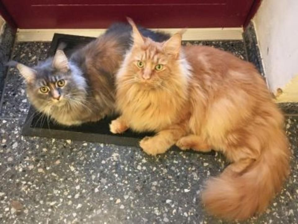 Maine Coon Katze zu verkaufen