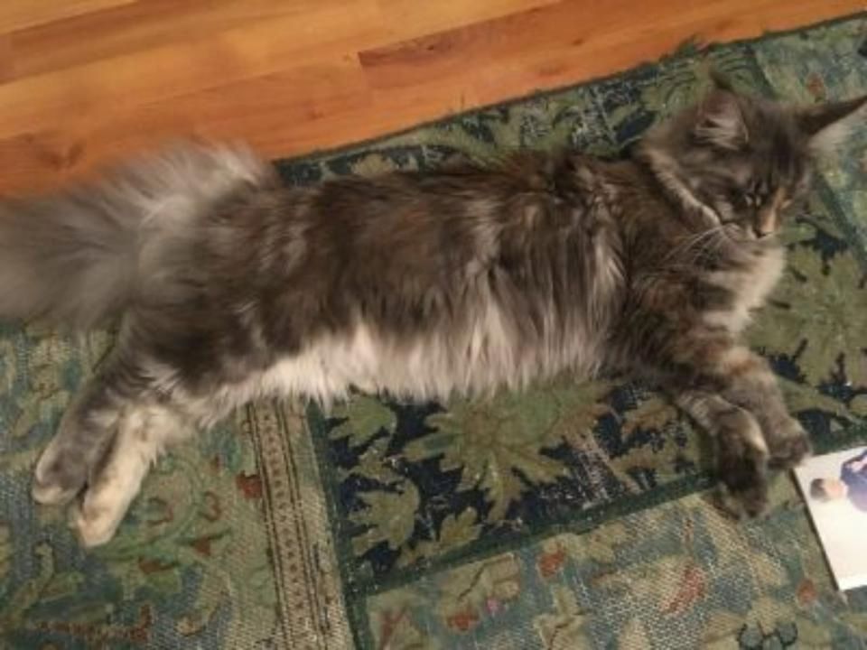 Maine Coon Katze zu verkaufen